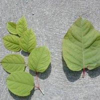 Giant Knotweed